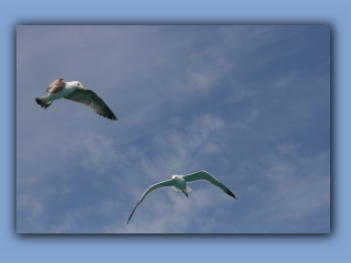 IMG_2289.jpg