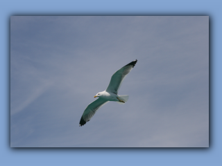 IMG_2292.jpg