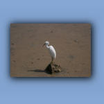 IMG_7566.jpg