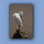 IMG_7570.jpg