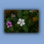 IMG_7634.jpg