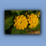 IMG_7772.jpg